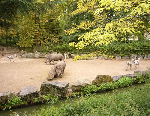 Zèbre zoo de Lille