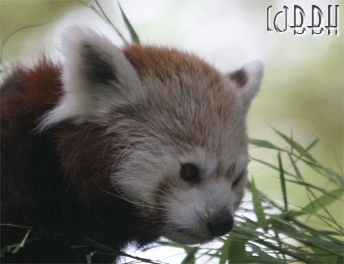 Panda roux - Zoo de Lille