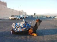 Stationnement à Agadir : ne payez pas plus de deux dirhams !