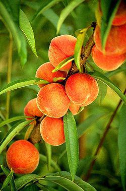 http://upload.wikimedia.org/wikipedia/commons/thumb/d/d5/Flameprince_peaches.jpg/250px-Flameprince_peaches.jpg