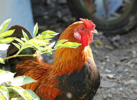 Le souffle (de l'année) du tigre a tout desséché http://farm5.static.flickr.com/4123/4890210944_5e9f9d094d_z.jpg