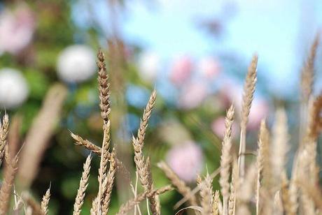 Le souffle (de l'année) du tigre a tout desséché http://farm5.static.flickr.com/4120/4890211482_36f0d26de2_z.jpg