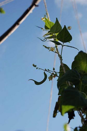 Le souffle (de l'année) du tigre a tout desséché http://farm5.static.flickr.com/4118/4889615589_04044f5a3f.jpg
