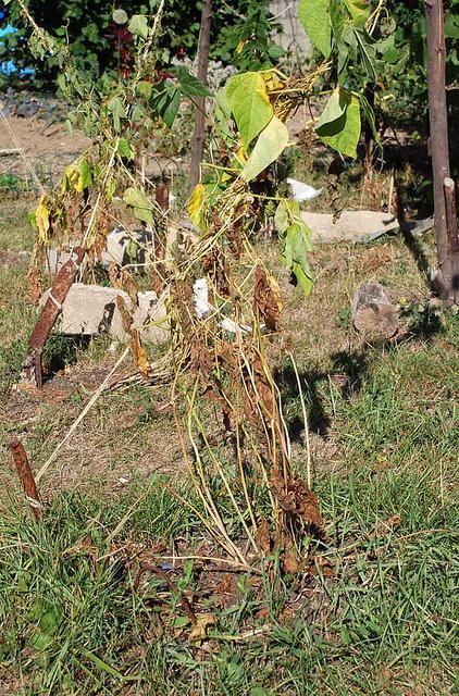 Le souffle (de l'année) du tigre a tout desséché http://farm5.static.flickr.com/4117/4889616107_8a2ab1051c_z.jpg