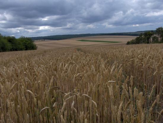 dans les champs en été ! - champs de blé en été sous l'orage