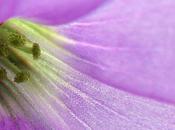 L'IMAGE JOUR: Oxalide