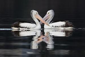 Australian Pelicans (Pelecanus conspicillatus), Claremont, Tasmania, Australia