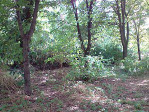 Bois de Vincennes l'été