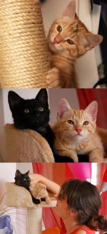 Des illustrations et les petits chats d’amour !!!