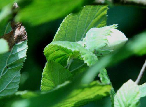 corylus noisette romi 10 août 2010 004.jpg