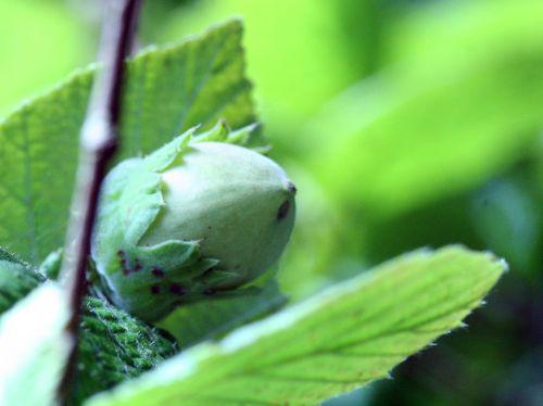 corylus noisette romi 10 août 2010 009.jpg
