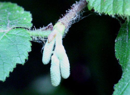 corylus chatons romi 10 août 2010 006.jpg