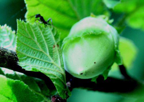 corylus fourmi romi 10 août 2010 010.jpg