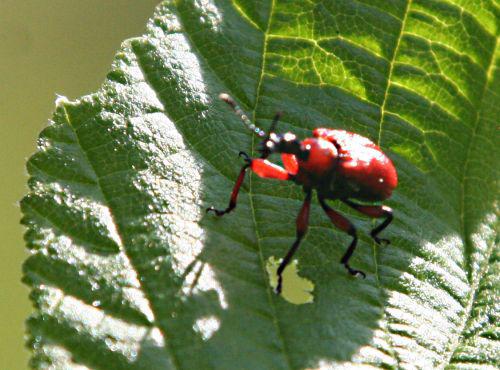 apodère p romi 24 avril 005.jpg