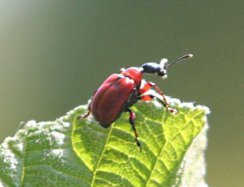 apodère p romi 24 avril 008.jpg