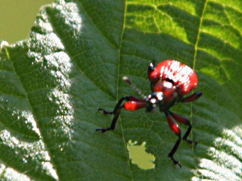 apodère p romi 24 avril 004.jpg