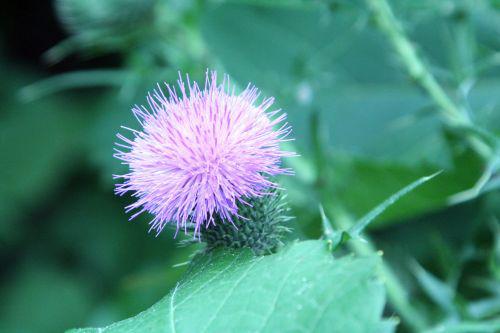 chardon romi 22 juil 2010 155.jpg