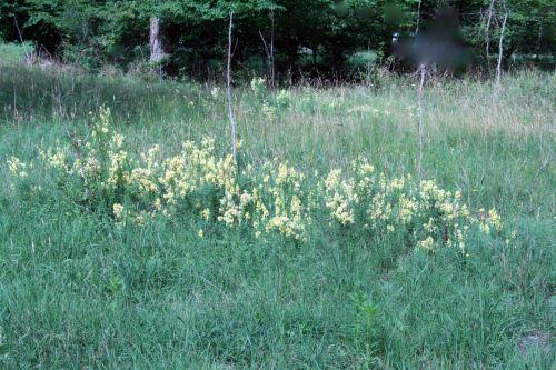 linaria 29 juil 2010 073.jpg
