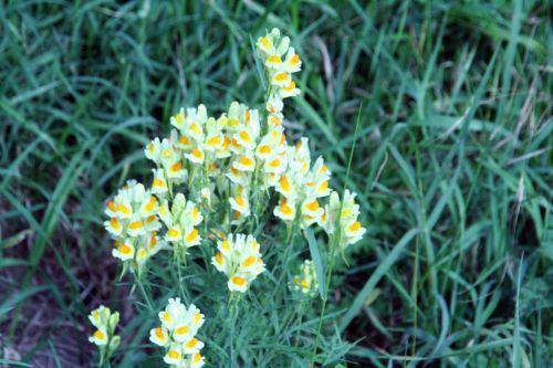 linaria romi 29 juil 2010 074.jpg