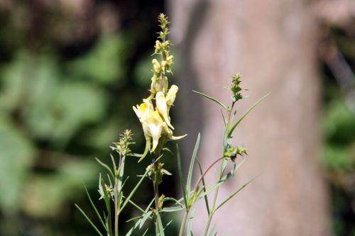 linaire romi 16 juin 056.jpg