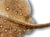 L'accouchement d’une raie