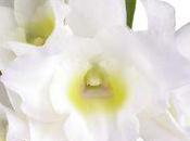 orchidée Dendrobium