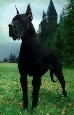 Observations danoises sur le chômage