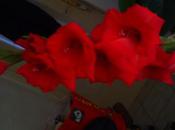 poème inédit blog:Fleurs