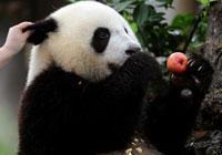 Gardien de Pandas, ça vous tente ? Participez au concours du centre de Chengdu !