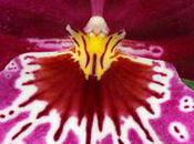 Orchidée Miltonia
