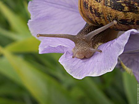 galerie_membre_escargot_escargot_sur_fleur_d_iris
