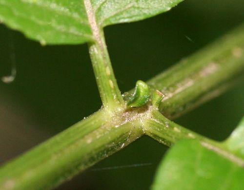 chin stipelles veneux 18 août 2010 055.jpg