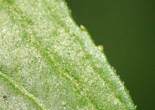 chin gl fol veneux 18 août 2010 078.jpg