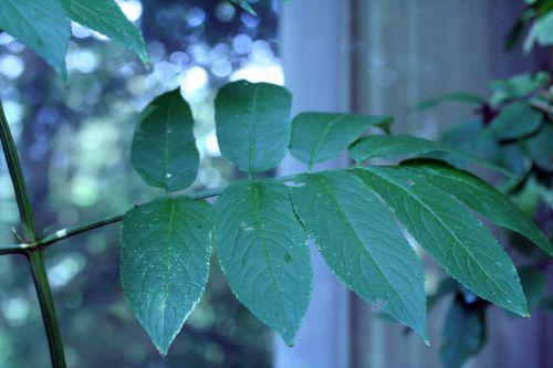 chin feuille veneux 18 août 2010 017.jpg