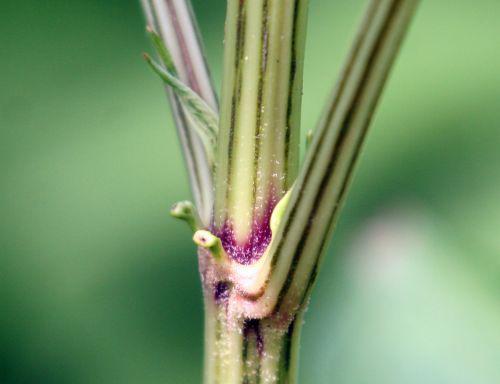 chin stipules romi 26 juil 2010 017.jpg