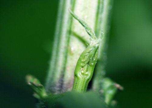 chin ramif veneux 18 août 2010 065.jpg