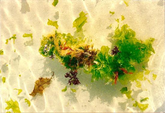 Marée descendante (Katell Antoine)