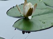 Pourvoir mouillant l’eau