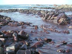 L'Afrique n’est pas une poubelle 