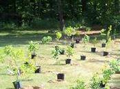 Reboisement l’Ouest Cavaye Yeguie Djibril cœur campagne