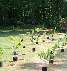 Reboisement de l’Ouest : Cavaye Yeguie Djibril au cœur de la campagne 