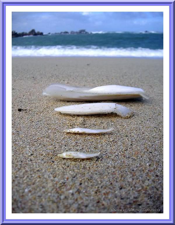 Os de seiche (Katell Antoine)