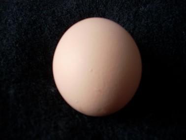 Le o est un œuf (Michel Besnier)