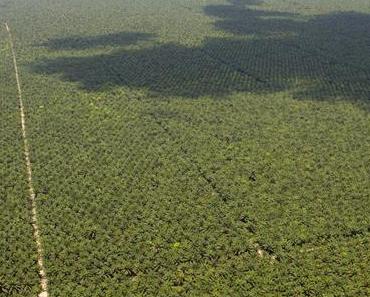 Indonésie : humiliant désaveu pour Sinar Mas