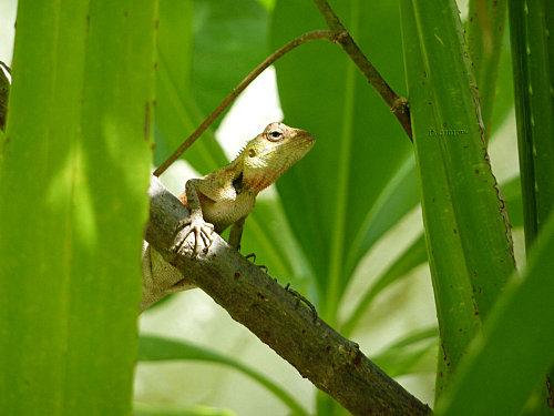 Lézard