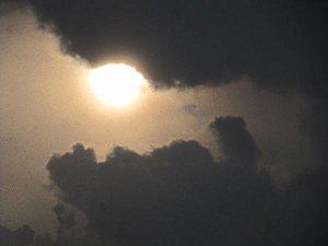 arbres-fruitiers 0002