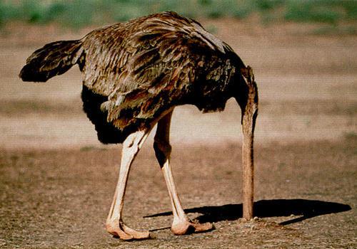 L'autruche, l'ennemi de la rétention