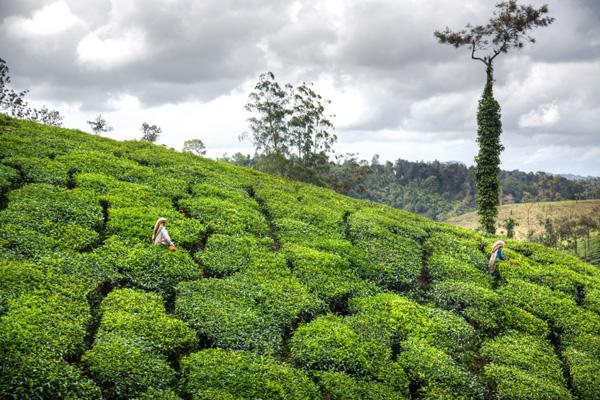 Plantations de thé dans les Wayanad