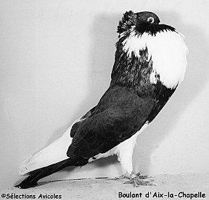 Boulant d'Aix la Chapelle