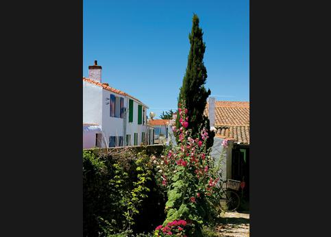 Dans le jardin d'Isabelle dite la Fille du Port, roses trémières et tuiles rivalisent.